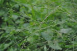 野草