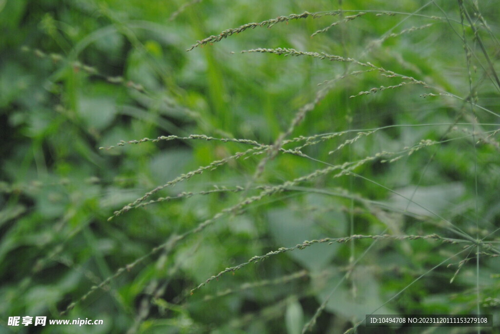 野草