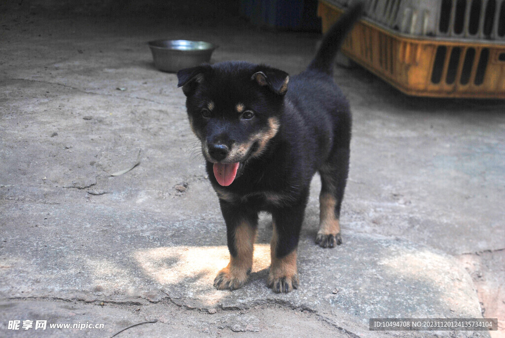 中华犬小狗