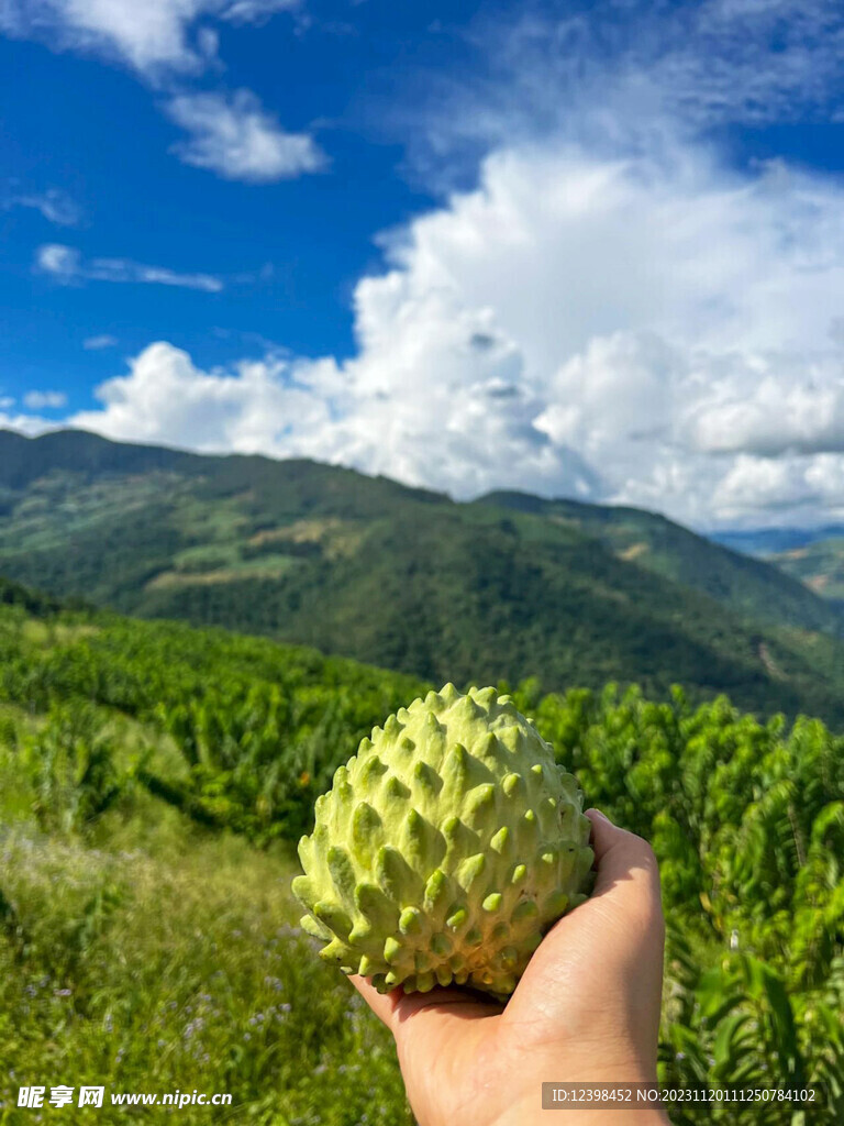 释迦果