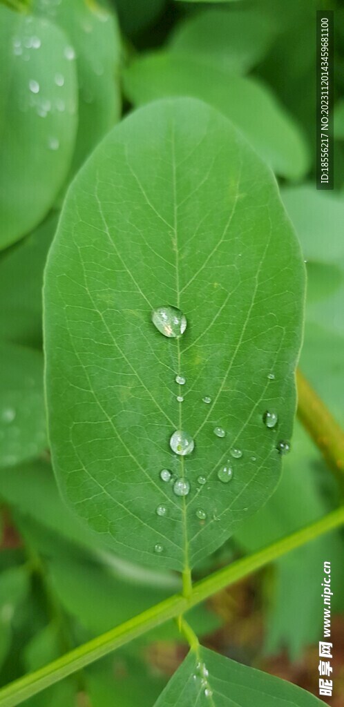 植物