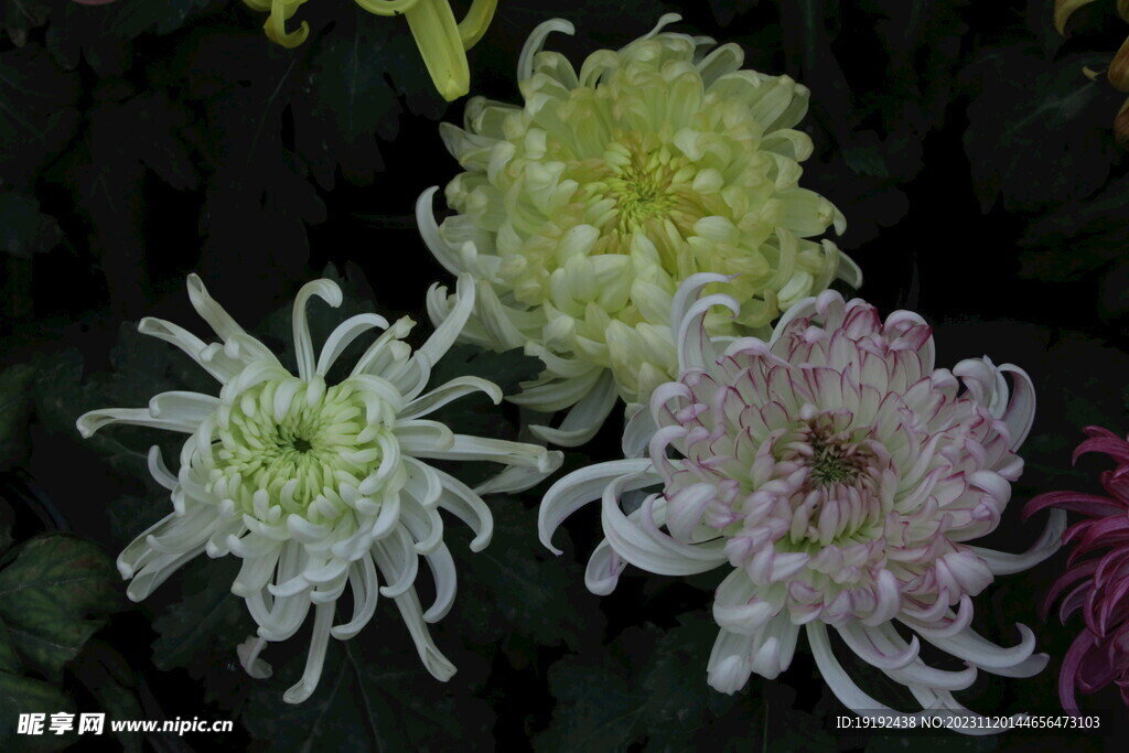 菊花