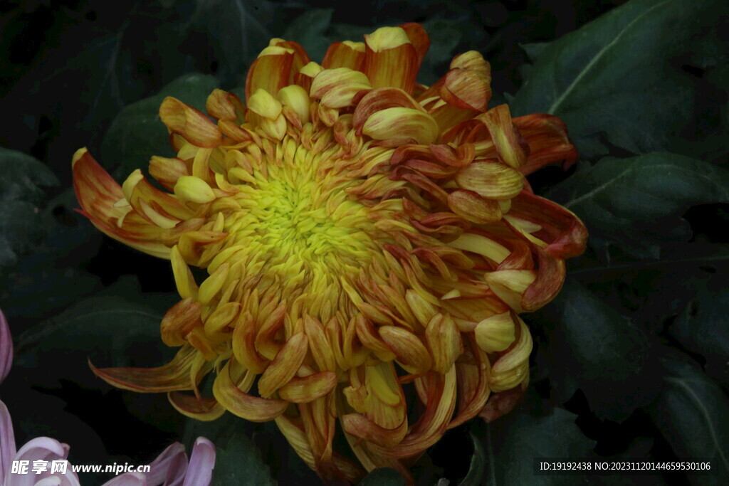 菊花 