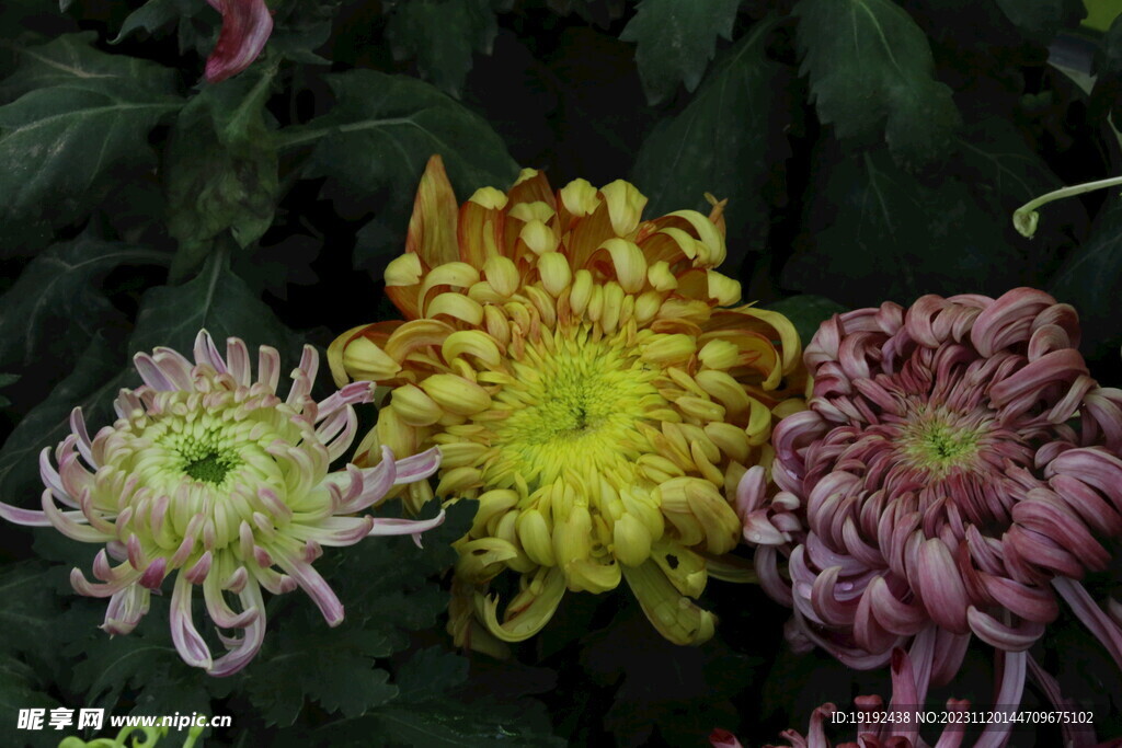 菊花 