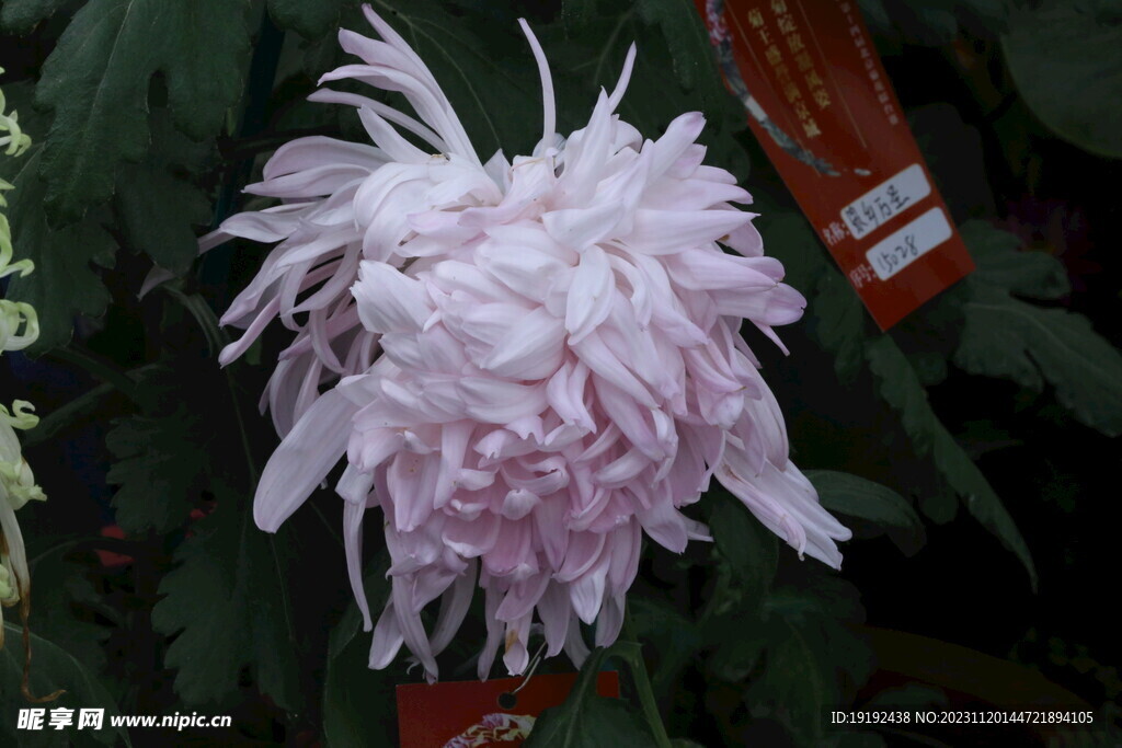 菊花 