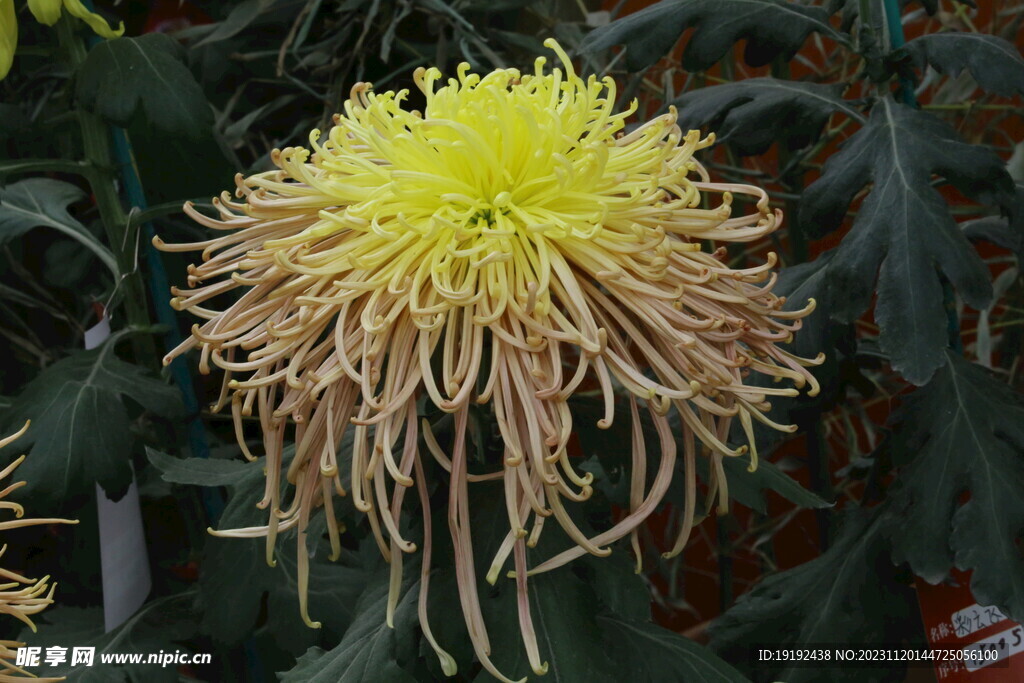 菊花 
