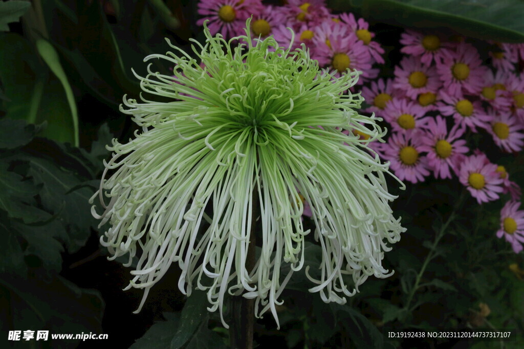 菊花 