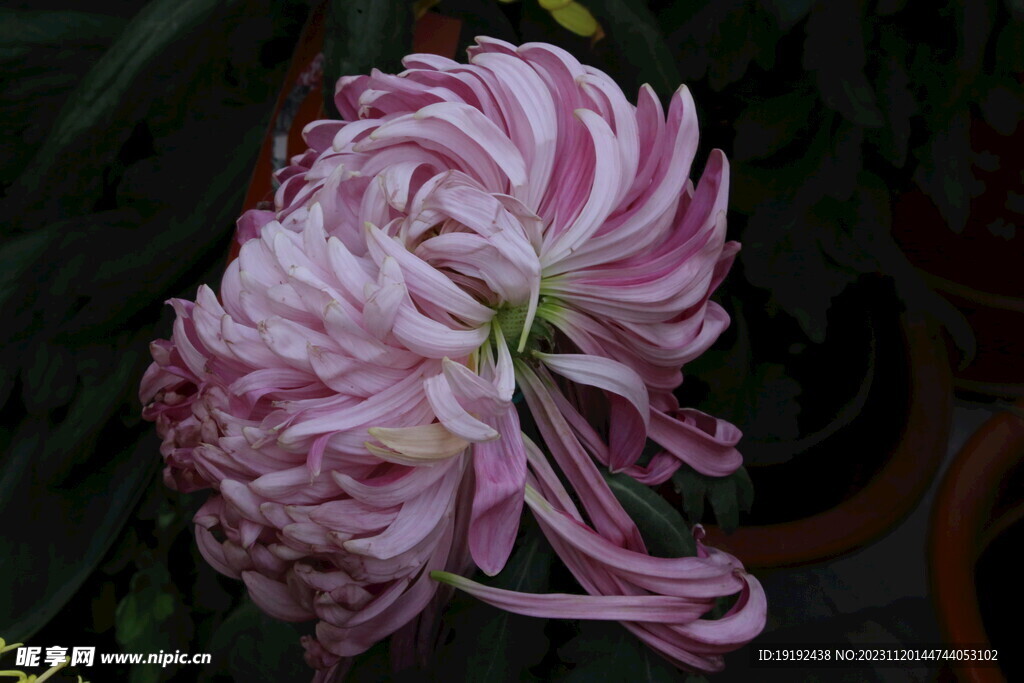 菊花 
