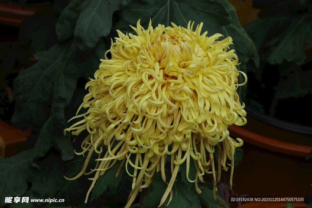 菊花