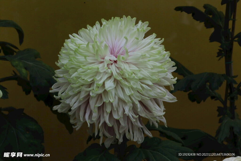 菊花