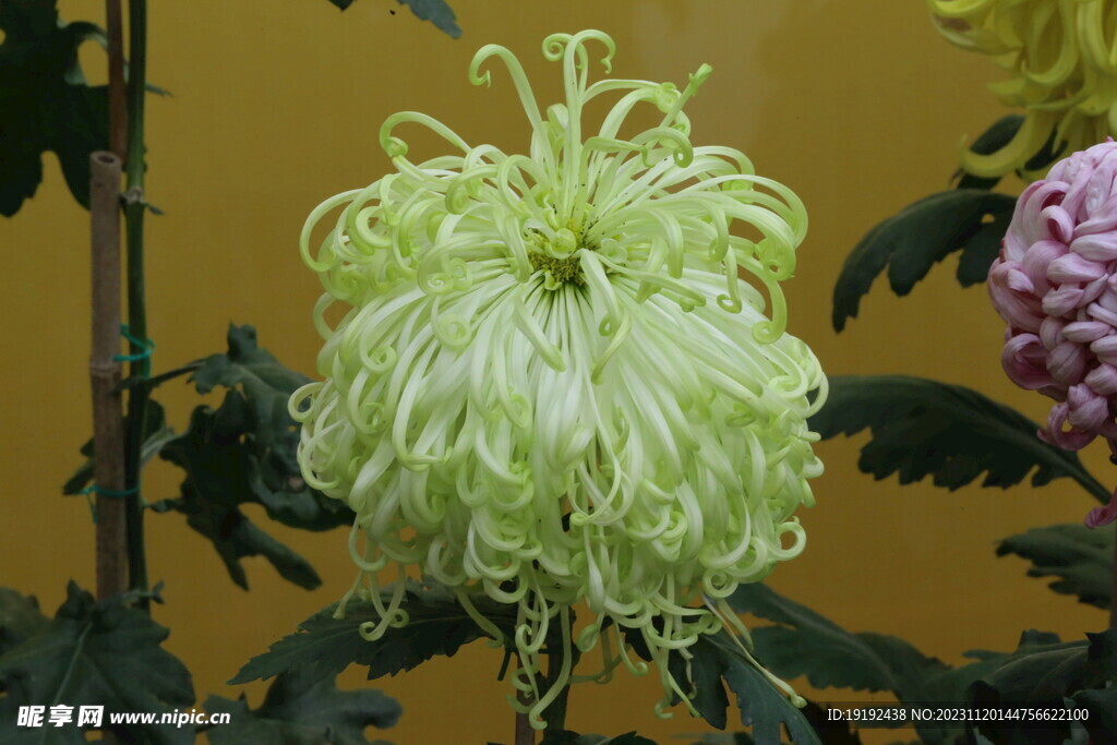 菊花