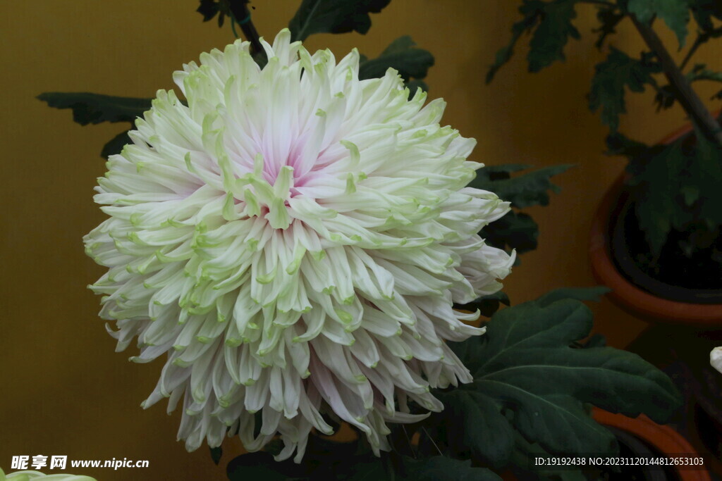 菊花