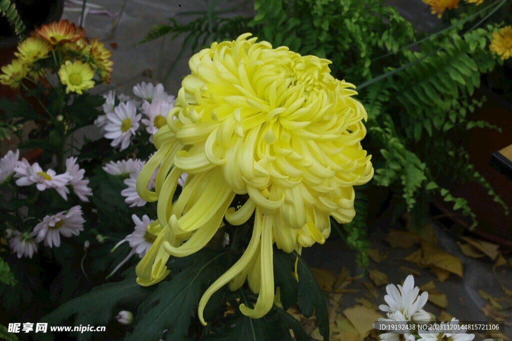 菊花 