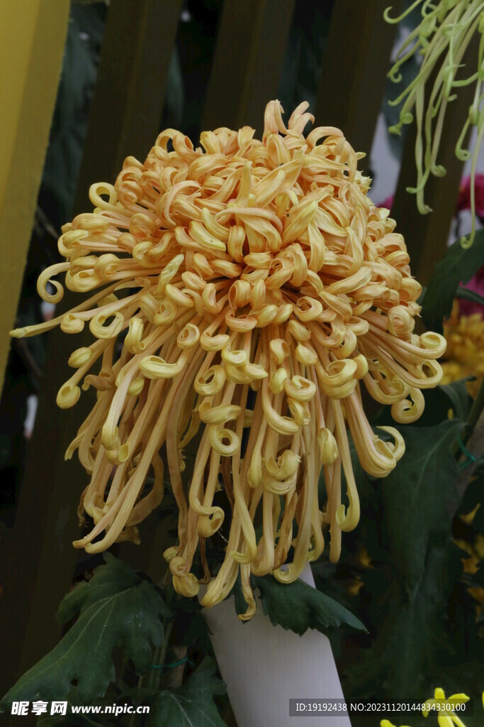 菊花 