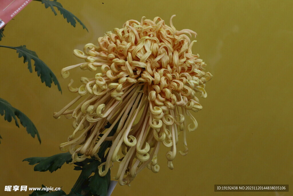 菊花 