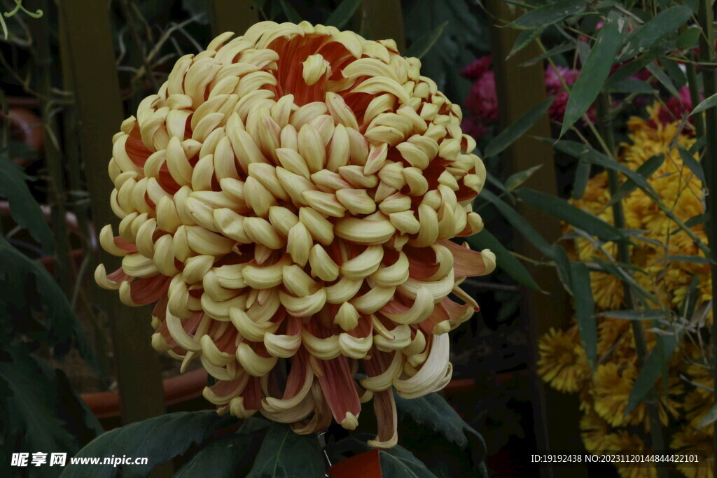 菊花 