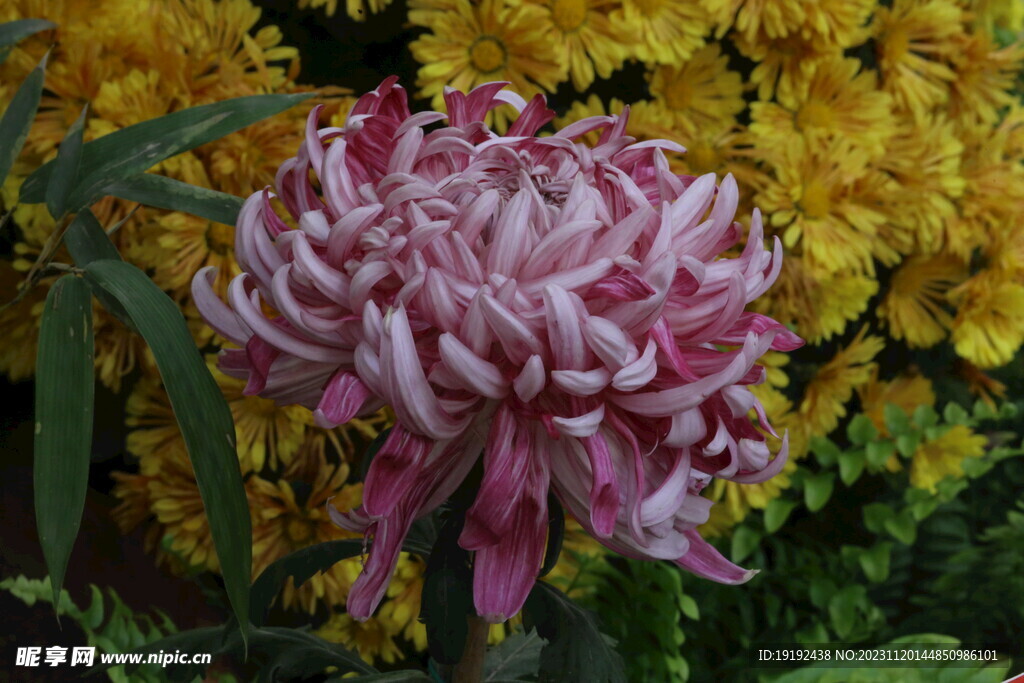 菊花 