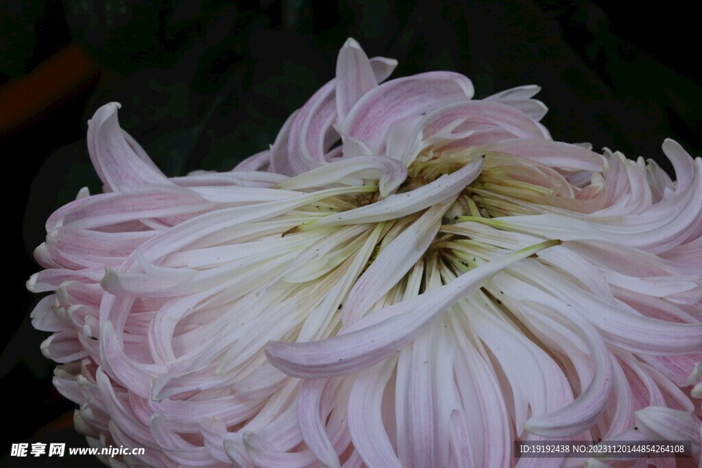 菊花 