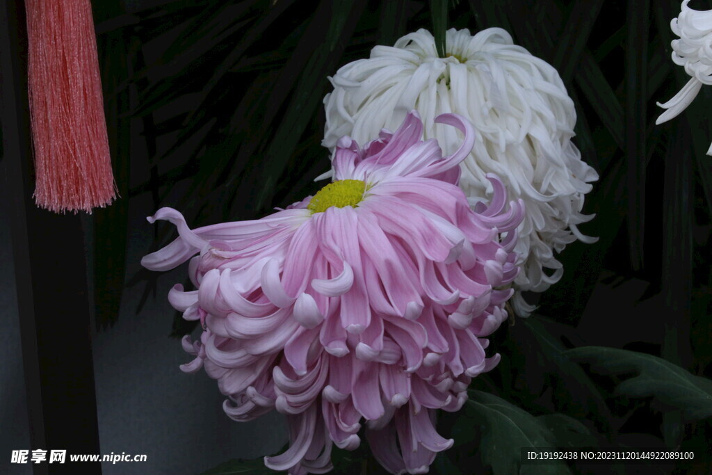 菊花