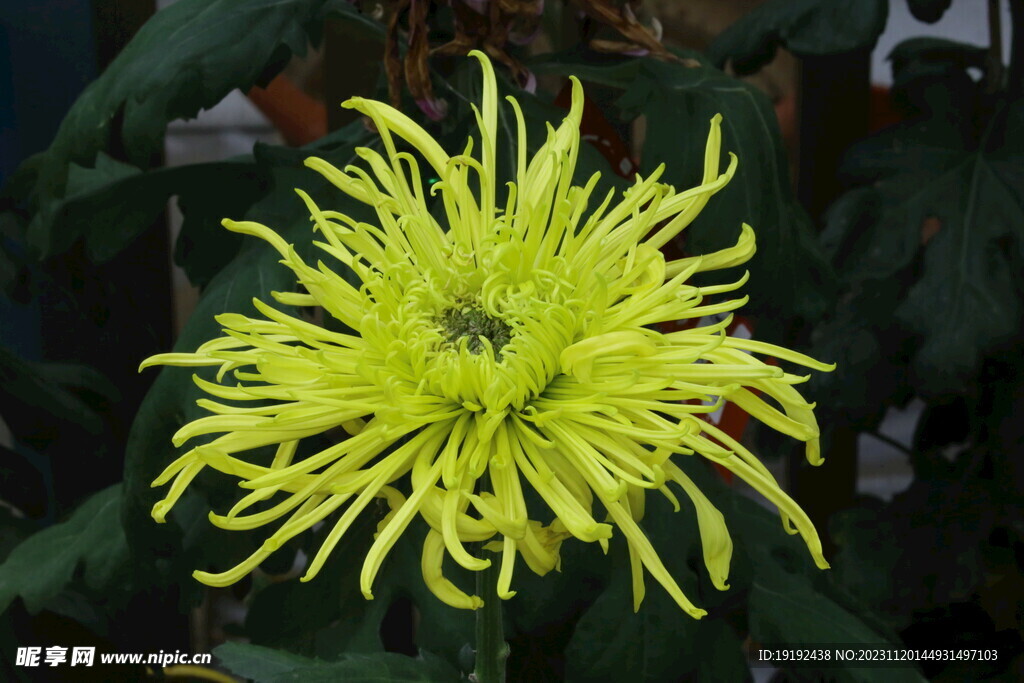 菊花 