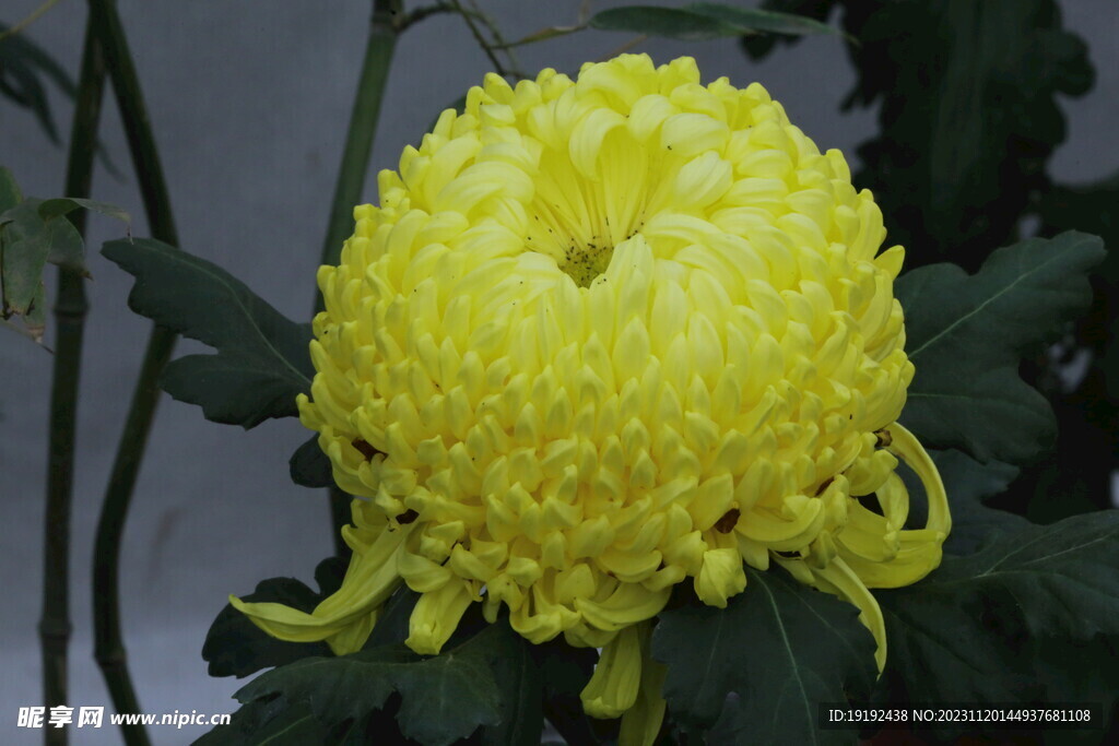 菊花