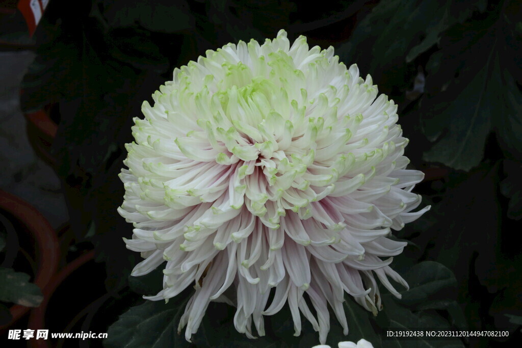 菊花 