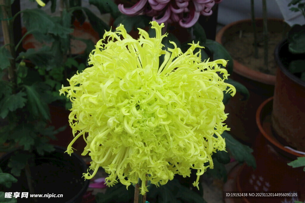 菊花