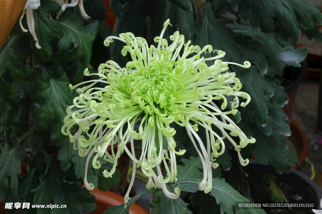 菊花 