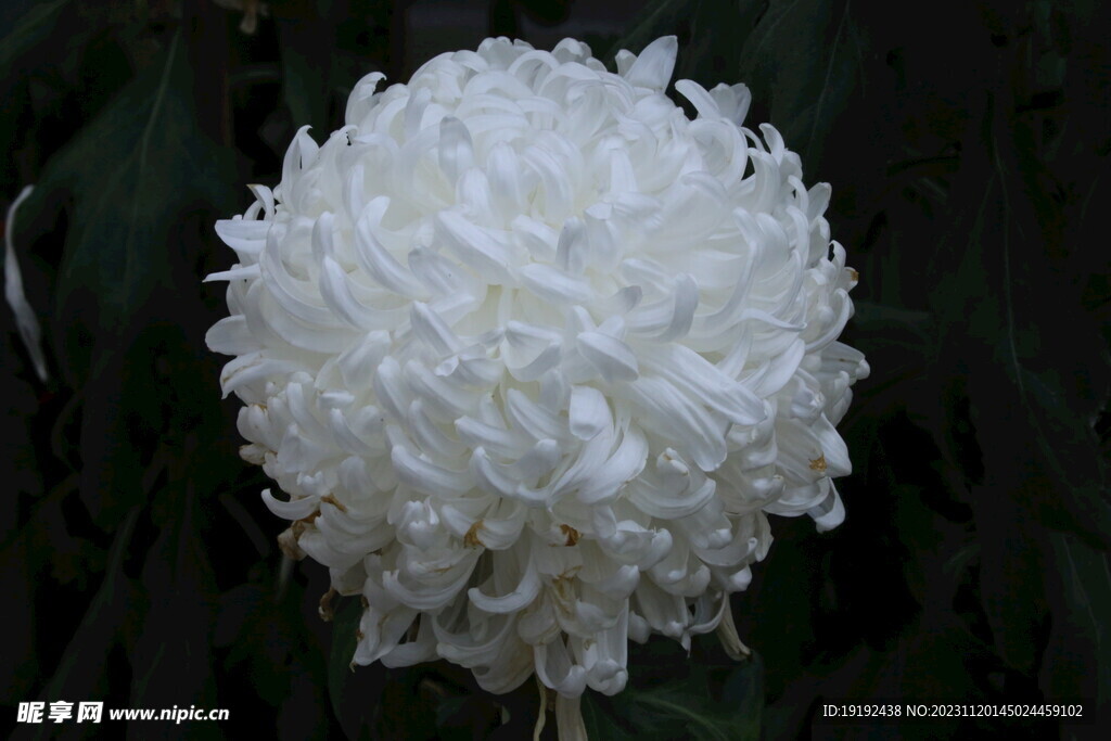 菊花 