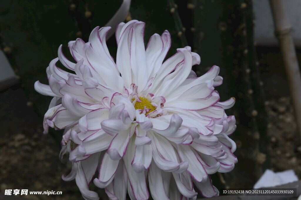 菊花 