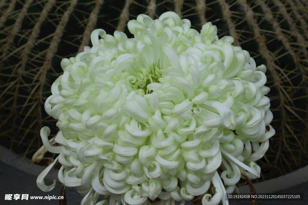 菊花