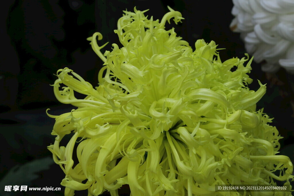 菊花