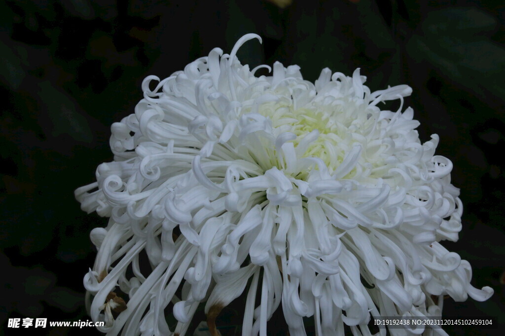 菊花 