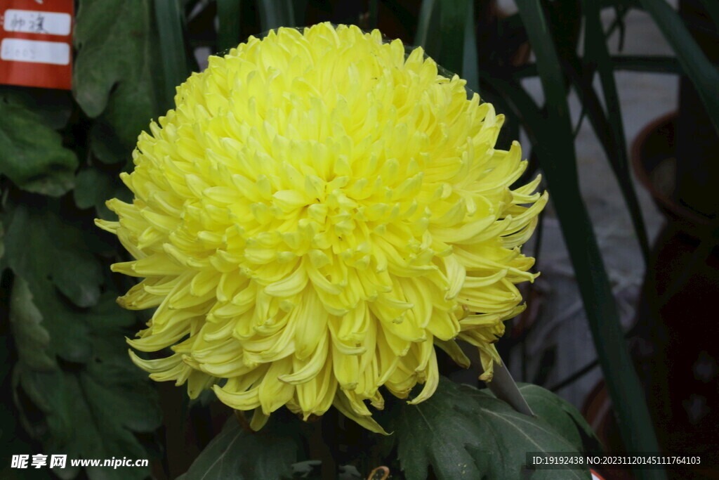 菊花 