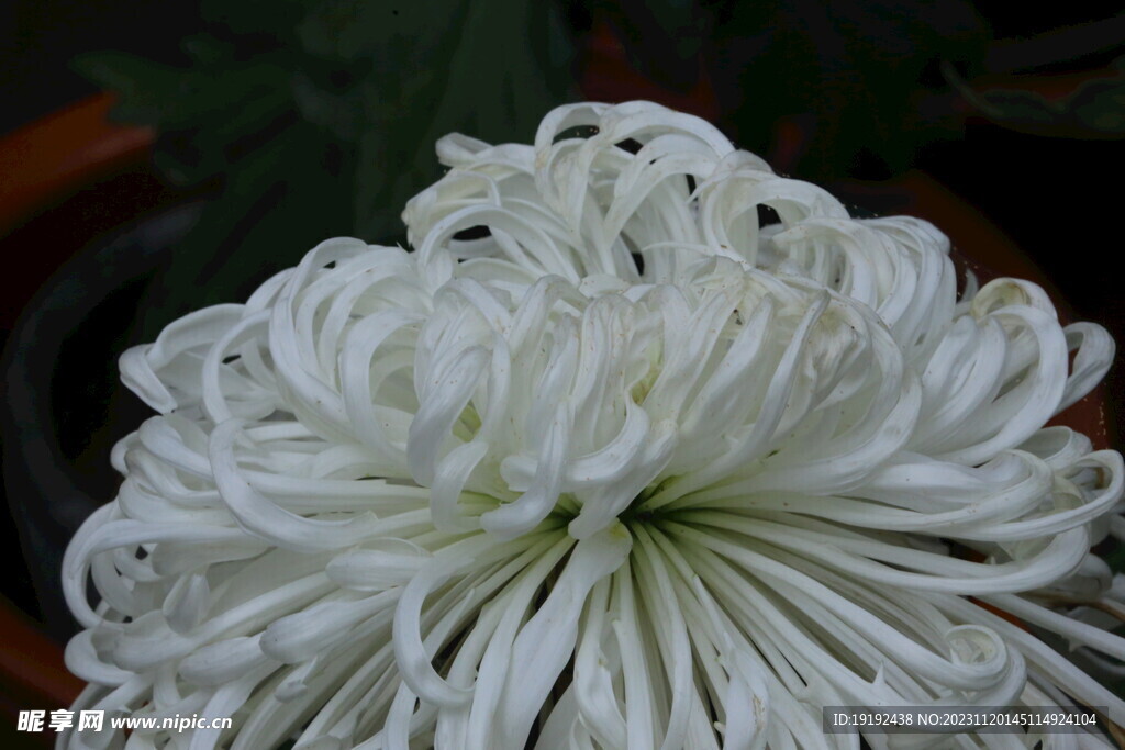 菊花
