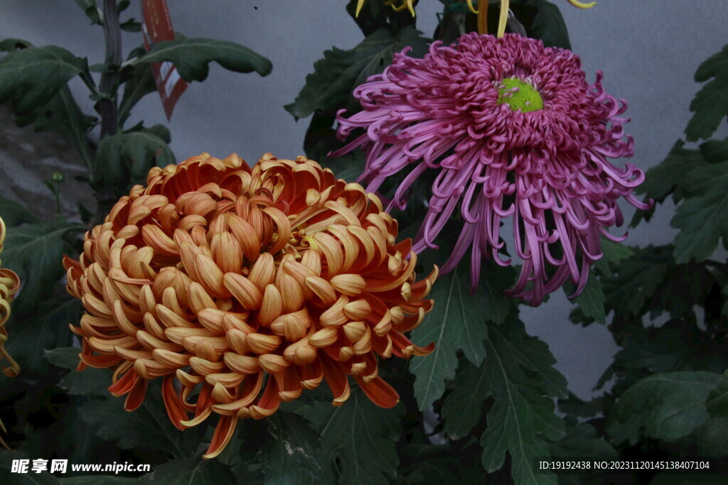 菊花 