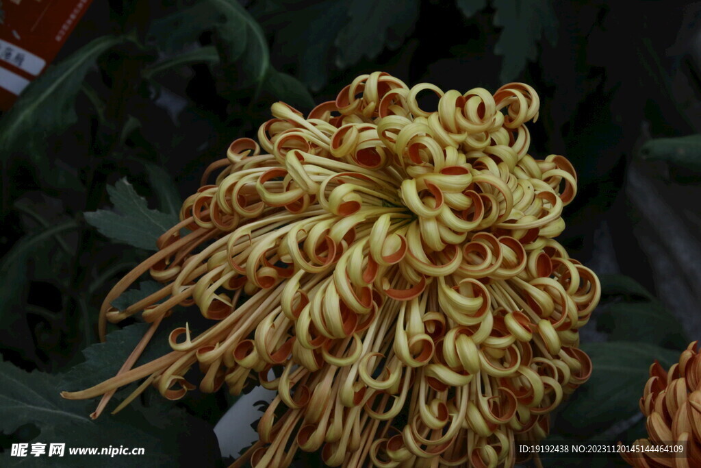 菊花 