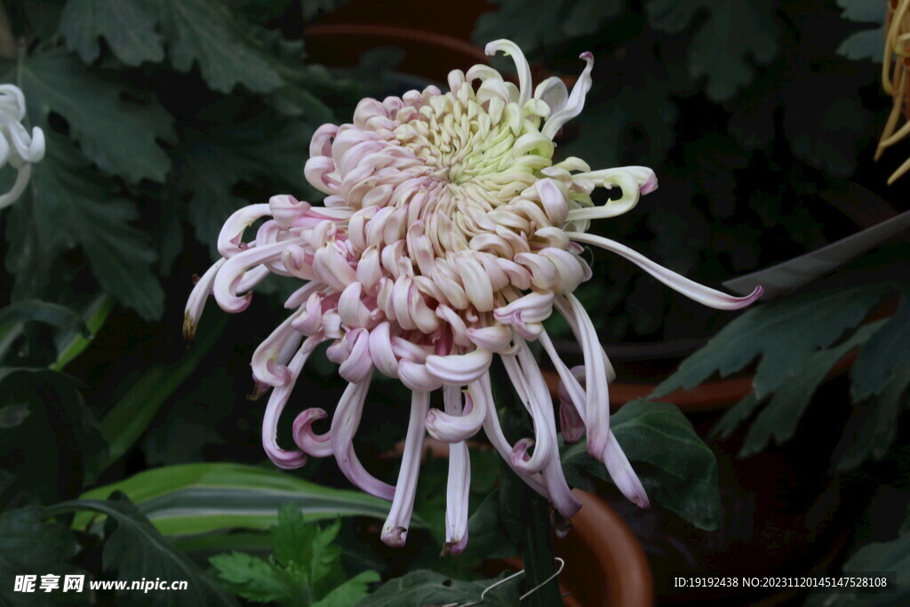 菊花 