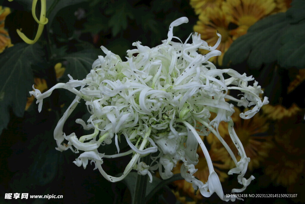菊花