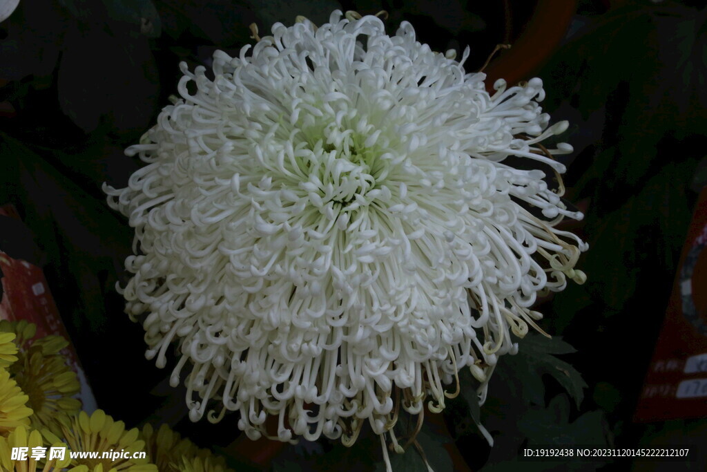 菊花 
