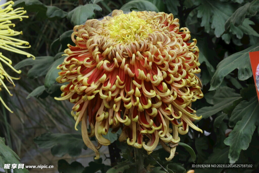 菊花 