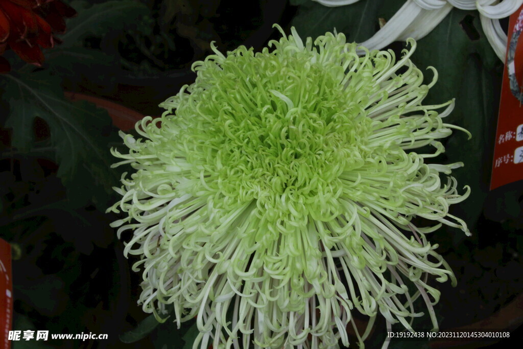菊花 