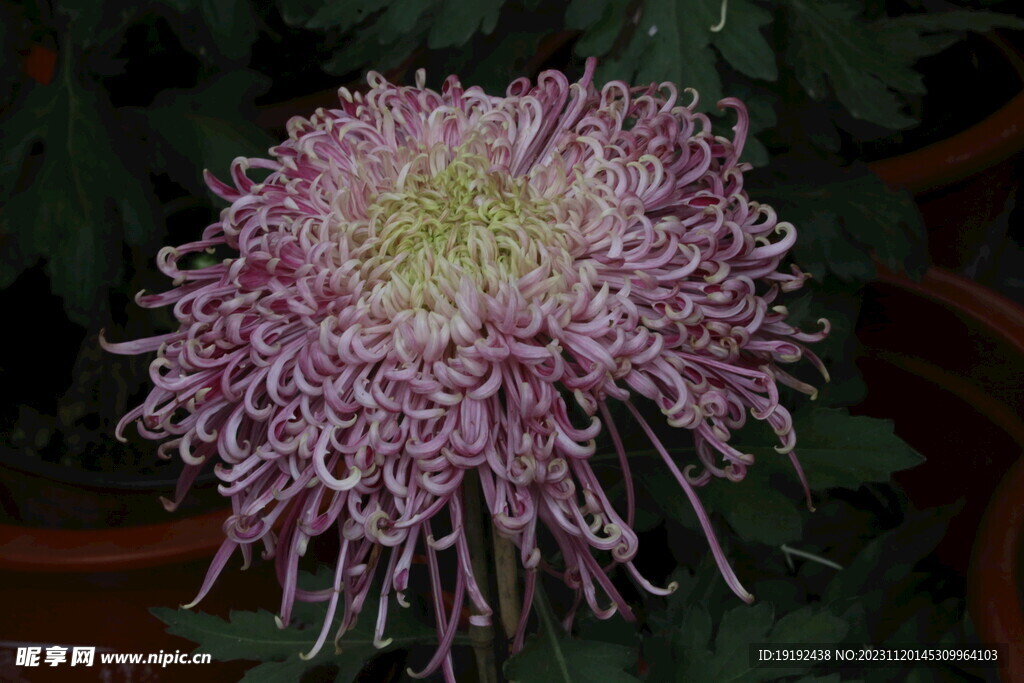 菊花 