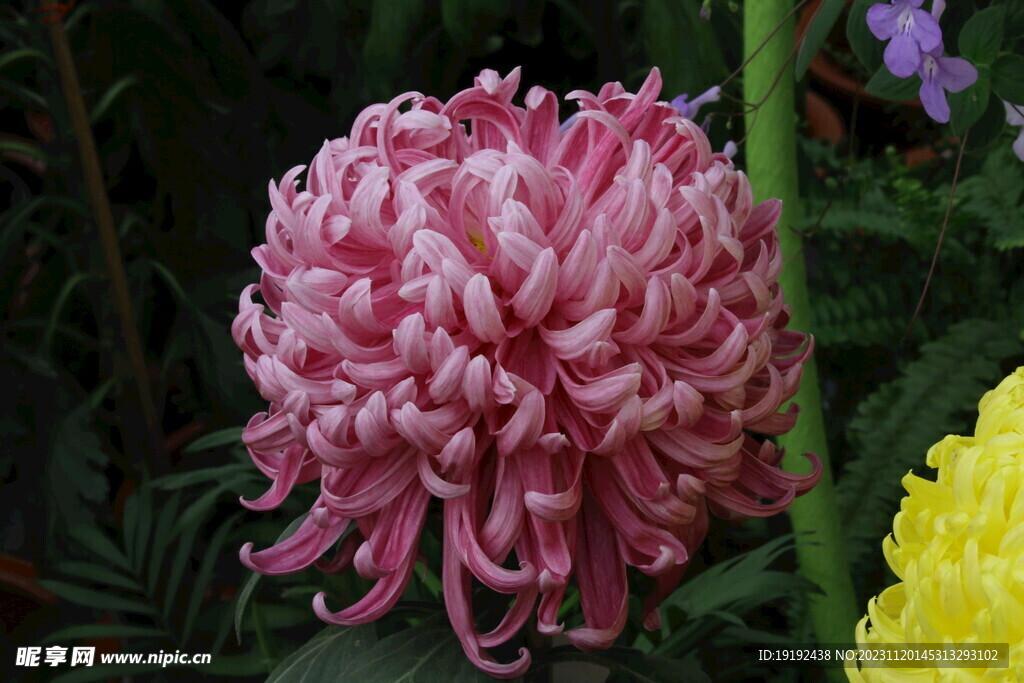 菊花 