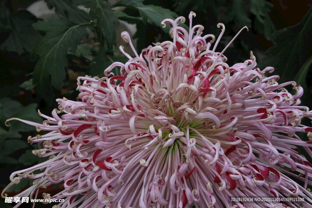 菊花