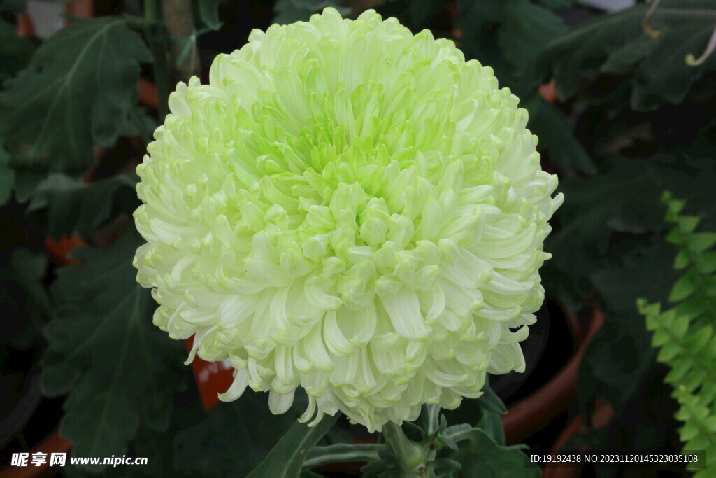 菊花 