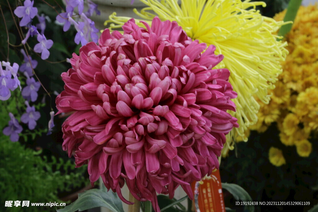 菊花 