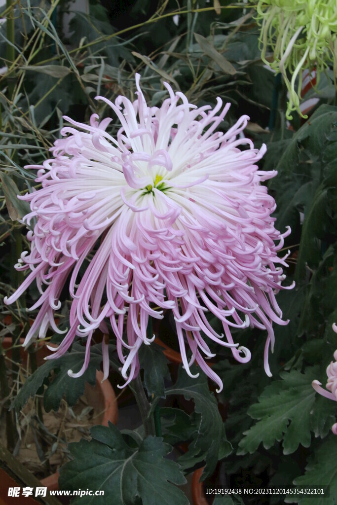 菊花 