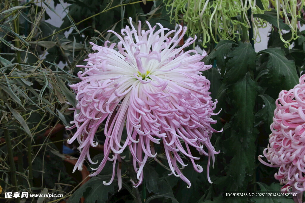 菊花 