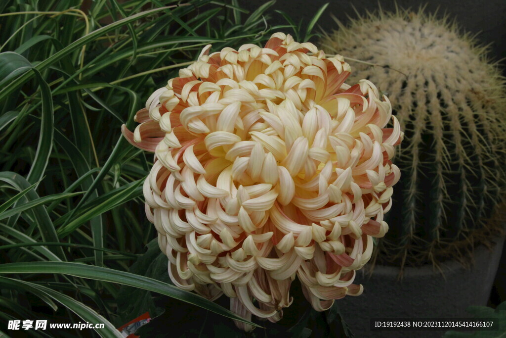 菊花 